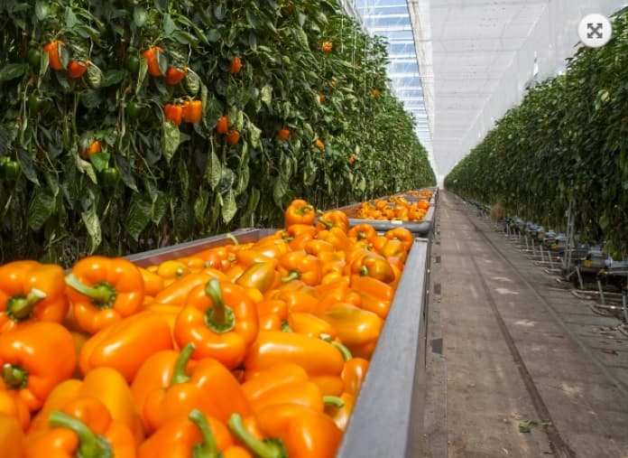Rows of orange bell peppers on plants and trays inside a spacious greenhouse, with sunlight streaming through the transparent roof.